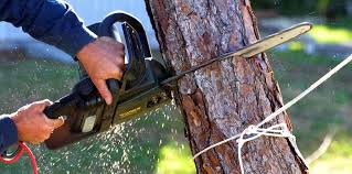 Best Firewood Processing and Delivery  in Moreno Valley, CA
