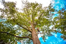 Best Root Management and Removal  in Moreno Valley, CA