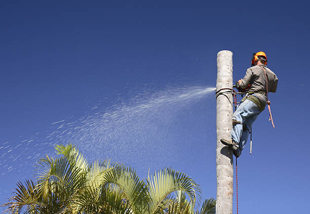Best Commercial Tree Services  in Moreno Valley, CA