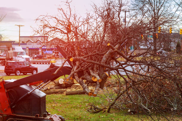 Mulching Services in Moreno Valley, CA