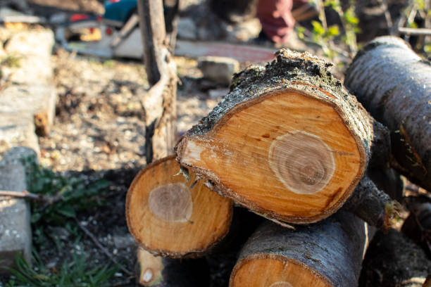How Our Tree Care Process Works  in  Moreno Valley, CA