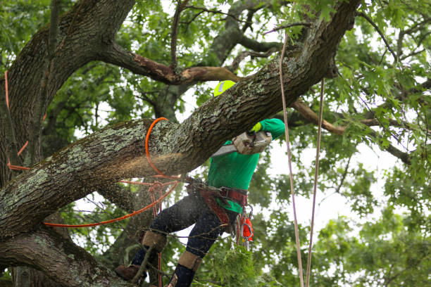 Best Storm Damage Tree Cleanup  in Moreno Valley, CA