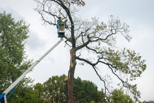 Moreno Valley, CA Tree Care Company