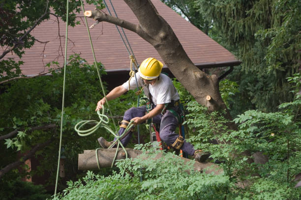 Best Tree Removal  in Moreno Valley, CA