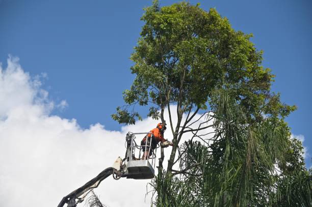 Best Tree and Shrub Care  in Moreno Valley, CA
